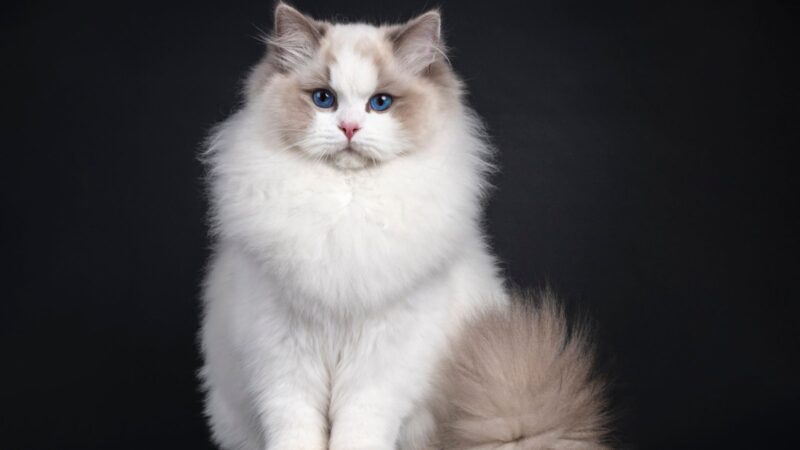 Slobby Cat ‘Floppy Cats’ take internet by storm as cat distribution system ...